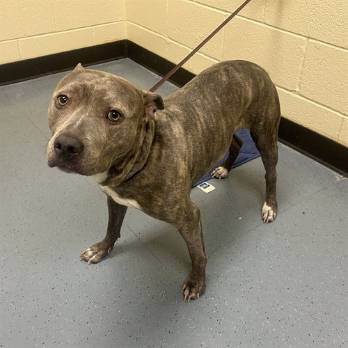 PAPAYA, an adoptable American Pit Bull Terrier in Denver, CO