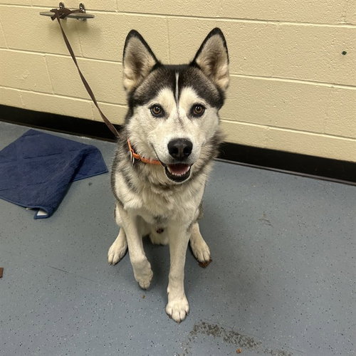 MAUI, an adoptable Siberian Husky in Denver, CO