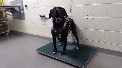 CAMERON, an adoptable Pit Bull Terrier in Denver, CO