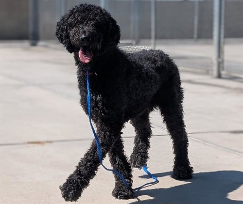 ZEUS, an adoptable Poodle in Denver, CO