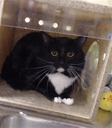 SYLVESTER