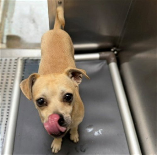 BUMBLE, an adoptable Pug in Denver, CO