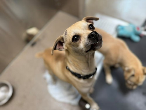 BEE, an adoptable Pug in Denver, CO