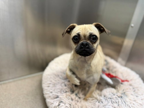 BUG, an adoptable Pug in Denver, CO