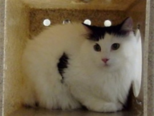 Snowball