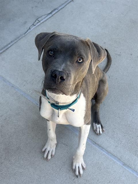 MILO