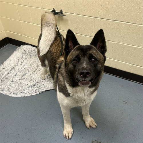 Akita