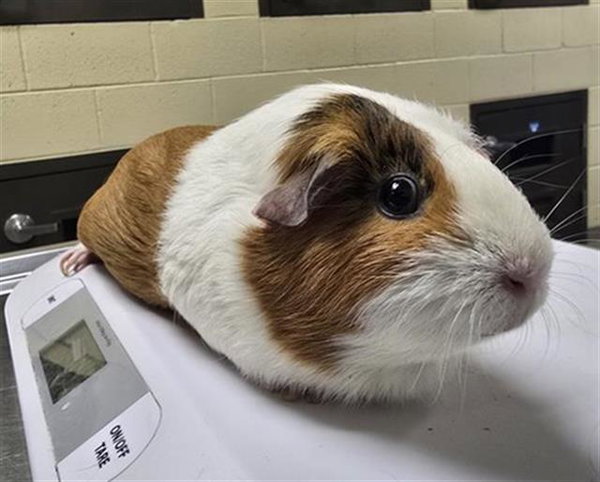 WHINNIE
