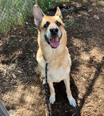 Shanaluna - German Shepherd Dog
