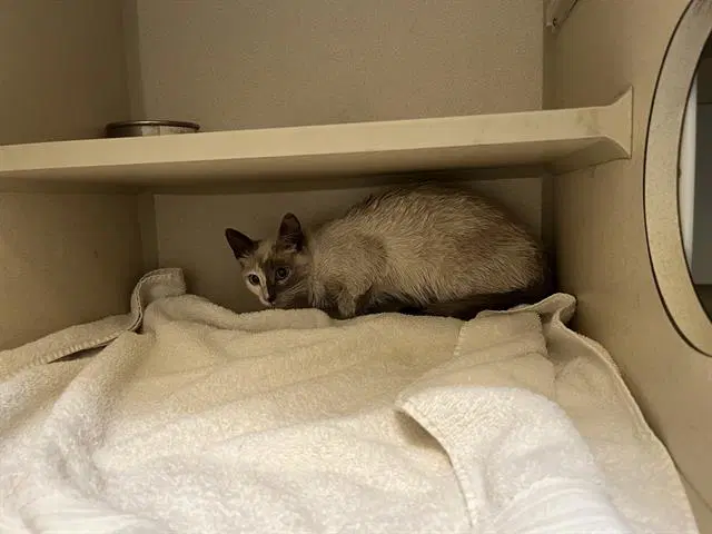 Wendy The Welder - Domestic Short Hair