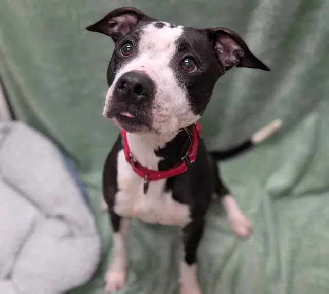 Cardi - American Pit Bull Terrier