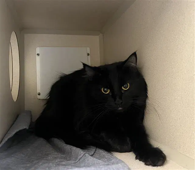 Jazzy - Domestic Long Hair