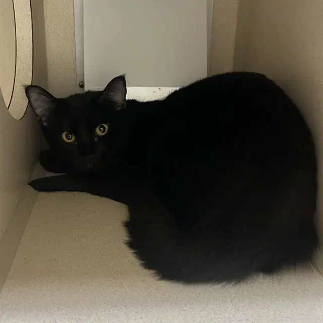 Rell - Domestic Short Hair