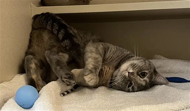 Feya - Domestic Short Hair