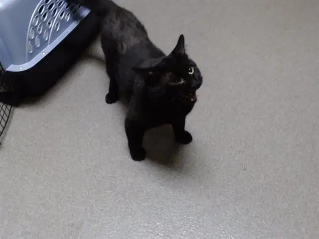 Skippy - Domestic Short Hair
