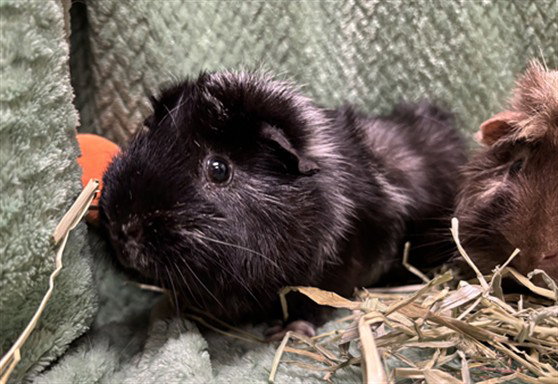OREO