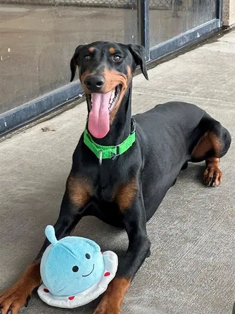Clyde - Doberman Pinscher