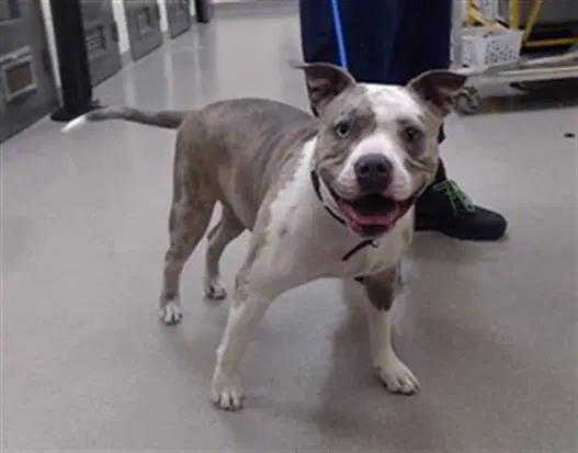 Queen Zelda - Pit Bull Terrier