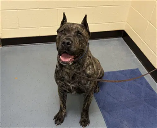 Batgirl - Cane Corso Mastiff