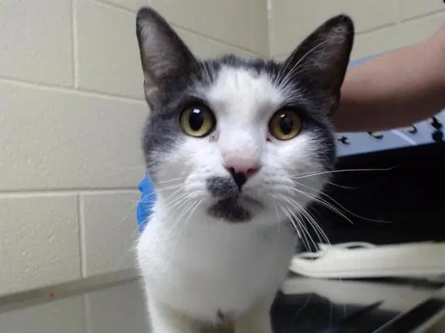 Hello Kitty - Domestic Short Hair