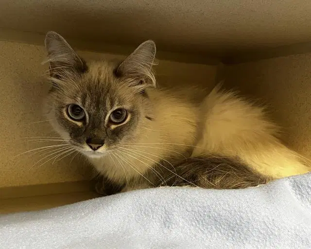 Chemistry - Domestic Medium Hair