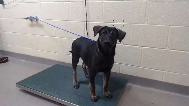 Hazel - Labrador Retriever