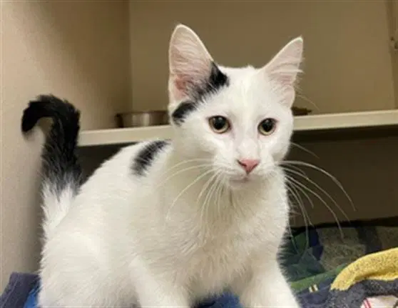 Cosmo - Domestic Short Hair