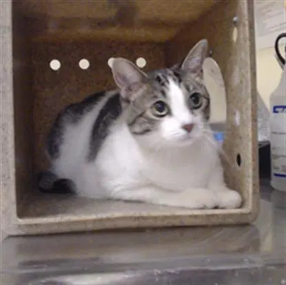 Lily - Domestic Short Hair