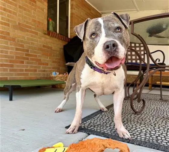 Leela - American Pit Bull Terrier