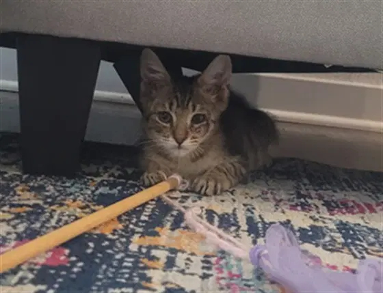 Asparagus - Domestic Short Hair