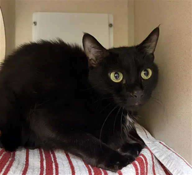 Luna - Domestic Short Hair