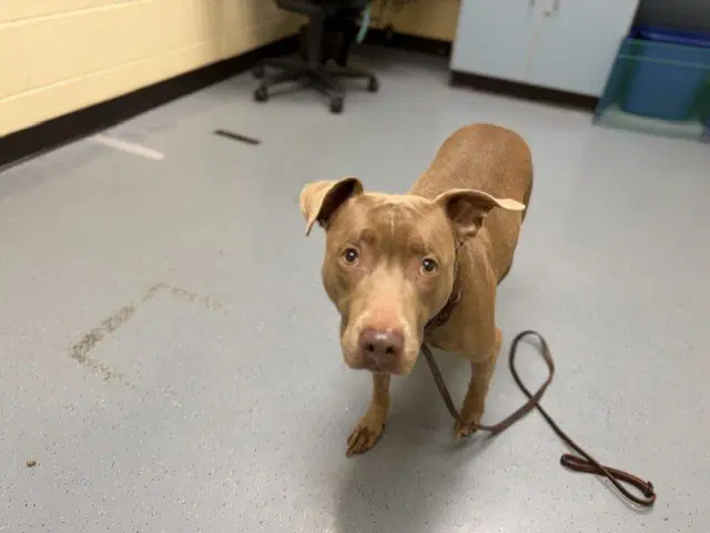 Casino - American Pit Bull Terrier