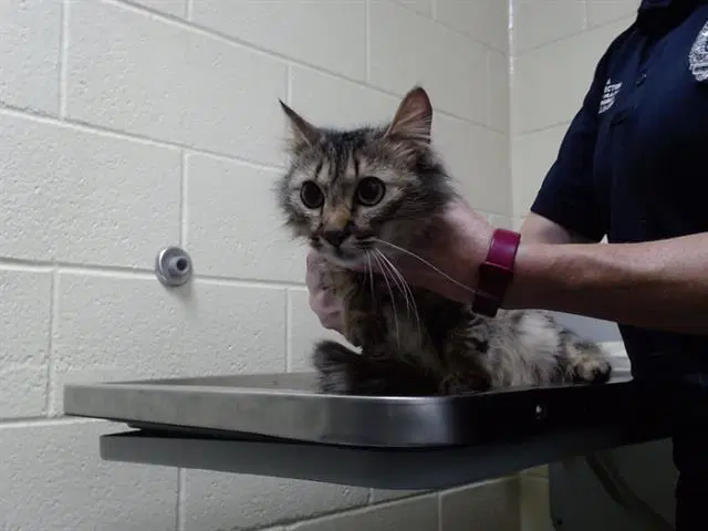 Jewel - Domestic Long Hair
