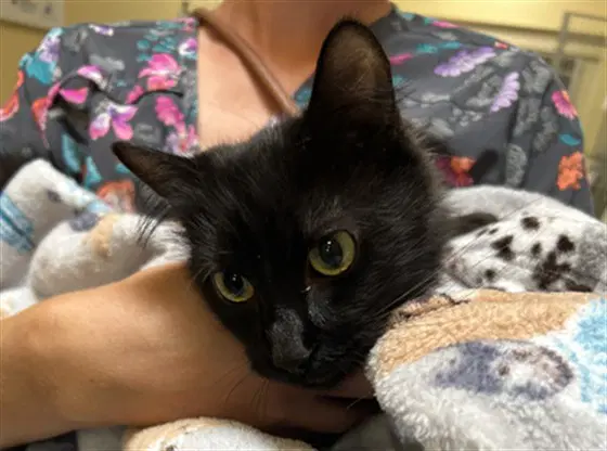 Georgina - Domestic Long Hair