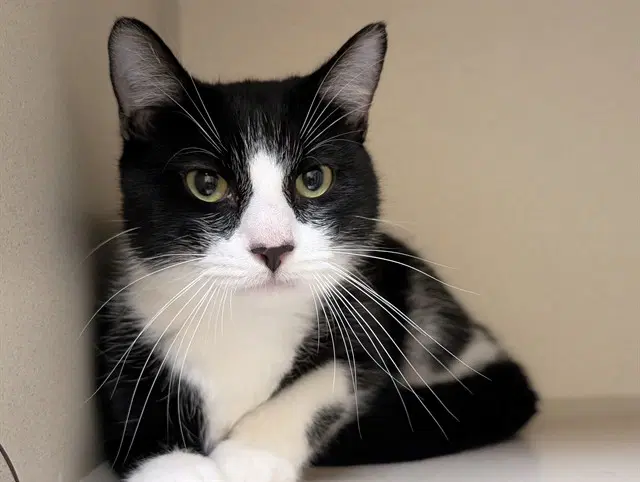 Mikey - Domestic Short Hair