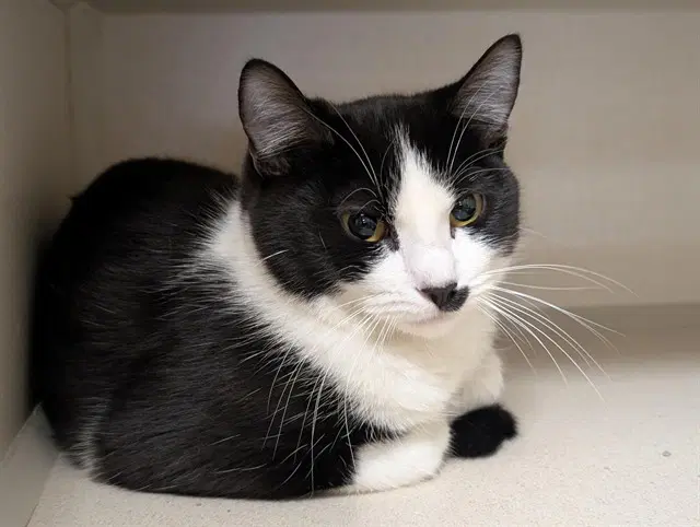 Danny - Domestic Short Hair
