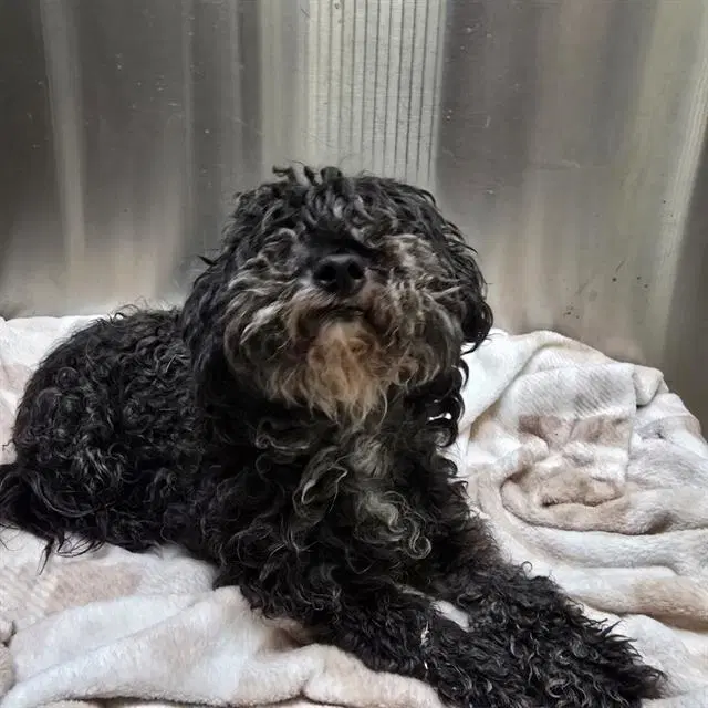 Brother - Poodle (Miniature)