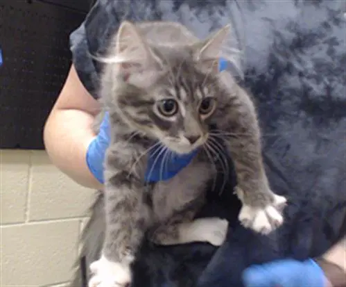Farrah Pawcett - Domestic Medium Hair