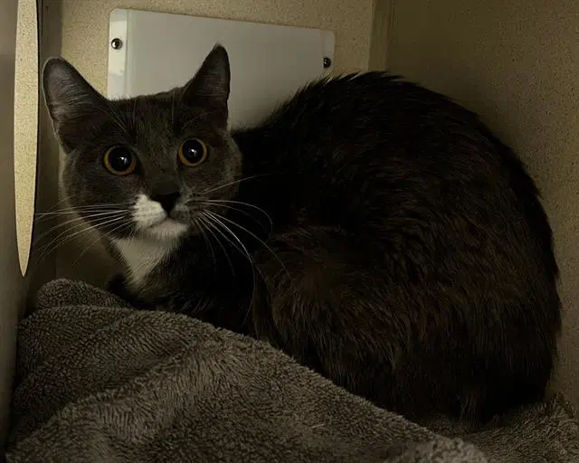 Biology - Domestic Short Hair