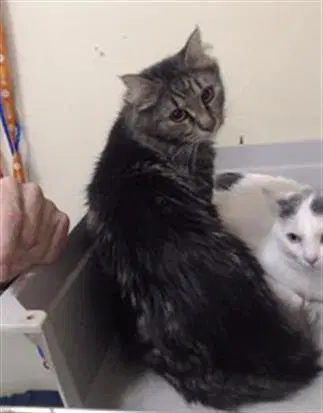Adrian - Domestic Medium Hair