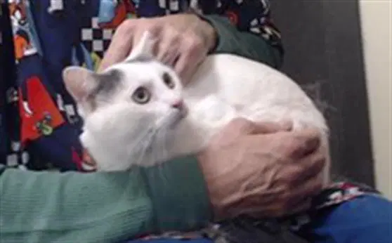 Rocky - Domestic Short Hair