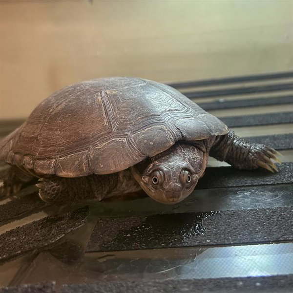 OOGWAY