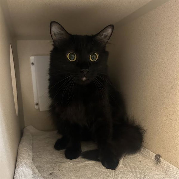 SALEM