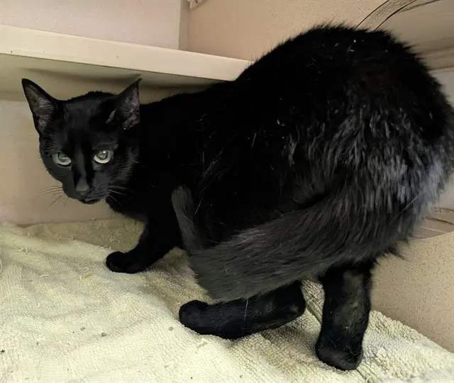 Jessica - Domestic Short Hair