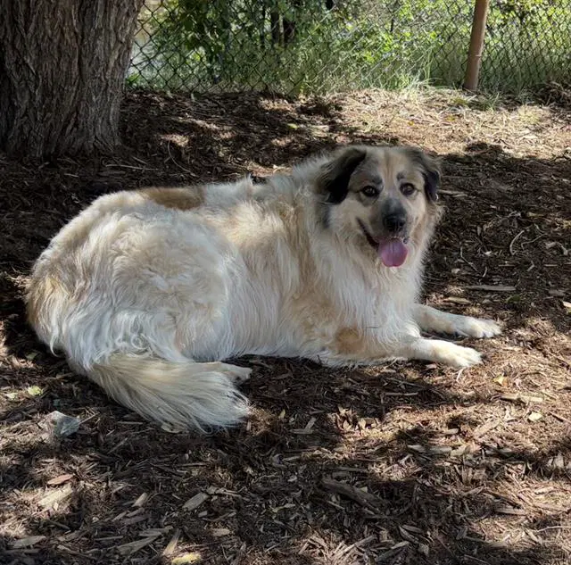 Lola - Great Pyrenees
