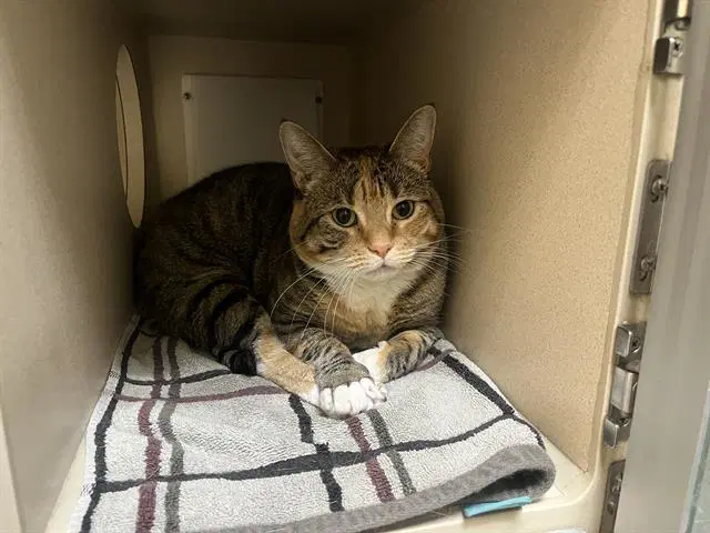 Ray - Domestic Short Hair