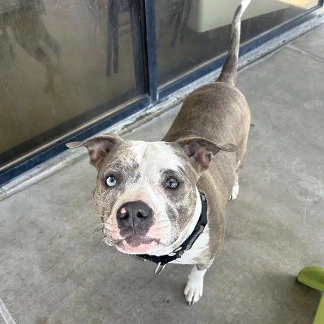 Queen Zelda - American Pit Bull Terrier
