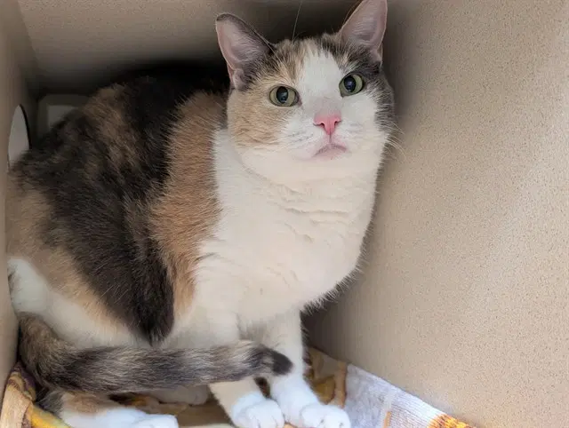 Eris - Domestic Short Hair
