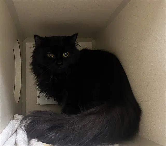 Mimi image 1