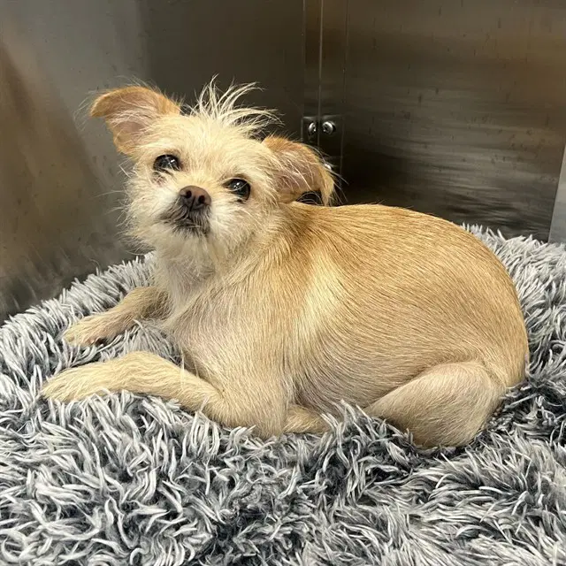 Stapler - Chihuahua